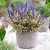 Ajuga Plant - Princess Nadia