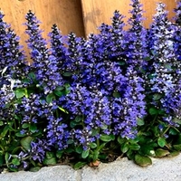 Ajuga rep. Blueberry Muffin Plants
