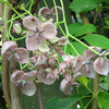 Akebia Plant - Quinata