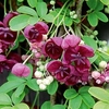 Akebia Quinata