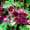 Akebia quinata Plant