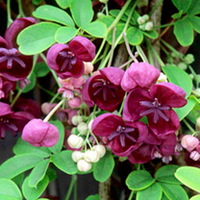 Akebia quinata Plant