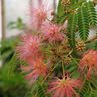Albizia - Julibrissin Rosea