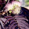 Albizia julibr. Plant - 