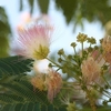 Albizia Julibrissin Ombrella