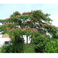 Albizia julibrissin Plant