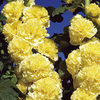 Alcea Chaters Plant - Double Yellow