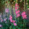 Alcea Mixed Plants