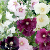 Alcea Plant - Cabaret