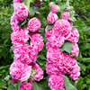 Alcea Plant - Chaters Double Pink
