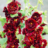 Alcea Plant - Chaters Double Purple