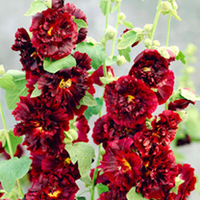 Alcea Plant - Chaters Double Purple