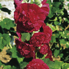 Alcea Plant - Double Chaters Scarlet