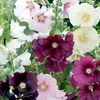 Alcea Plants - Cabaret