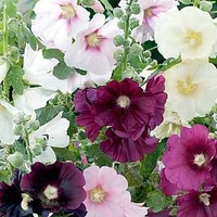 Alcea Plants - Cabaret