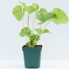 Alcea Rosea Pleniflora