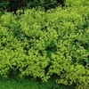 Alchemilla Mollis Plant