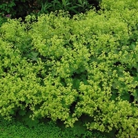 Alchemilla Mollis Plant