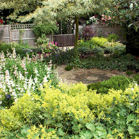 Alchemilla mollis Plant