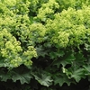 Alchemilla mollis Thriller