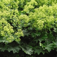 Alchemilla Mollis Thriller