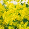 Alchemilla Seeds - Giant Molly
