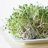 Alfalfa seeds