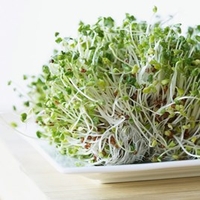 Alfalfa seeds