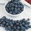 All Season Blueberry Plant Collection