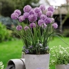 Allium Bulbs - Rosy Dream