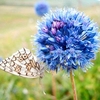 Allium Bulbs - Blue Drumstick