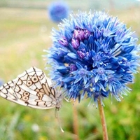 Allium Bulbs - Blue Drumstick