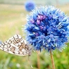 Allium Bulbs - Blue Drumstick