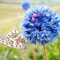 Allium Bulbs - Blue Drumstick