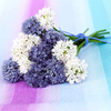 Allium Bulbs - Blue Mix