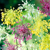 Allium Bulbs - Fireworks Mix