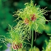 Allium Bulbs - Hair