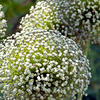 Allium Bulbs - Mont Blanc