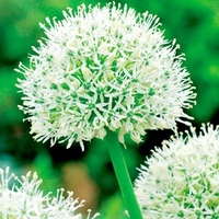 Allium Bulbs - Mount Everest