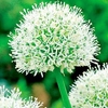 Allium Bulbs - Mount Everest