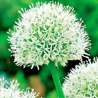 Allium Bulbs - Mount Everest