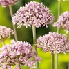 Allium Bulbs - Pink Jewel