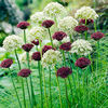 Allium Bulbs - Purple & White Mix