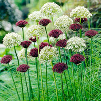 Allium Bulbs - Purple & White Mix