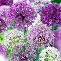 Allium Bulbs - Purple Mix