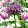 Allium Bulbs - Purple Sensation