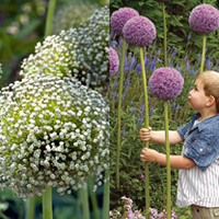 Allium Giants Bulbs - Twin Pack Mont Blanc 3 & Giganteum 3