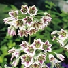Allium Nectaroscordum Bulbs - Sicilum