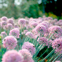 Allium Plant - In Orbit
