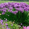 Allium Plants - Millenium